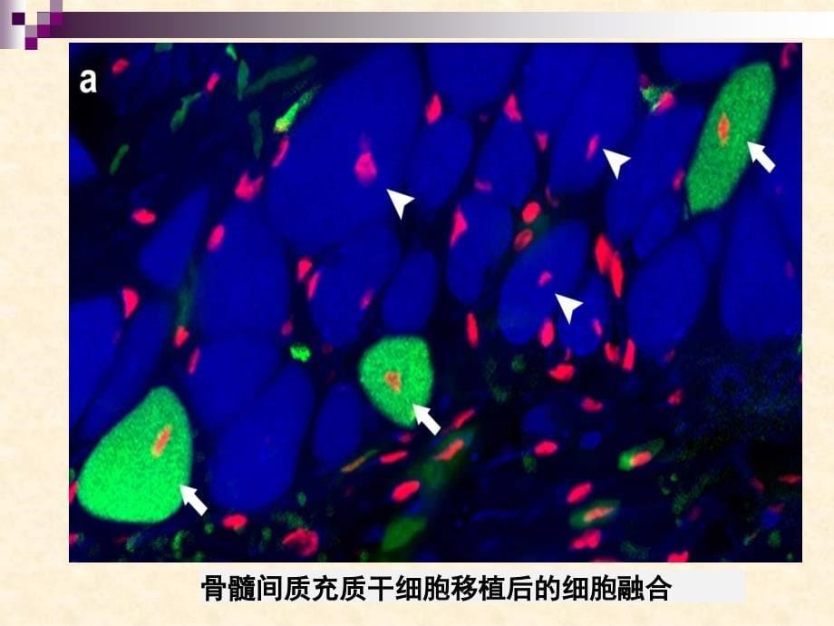 实验十 PEG法诱导鸡血细胞融合(课堂PPT)_第5页