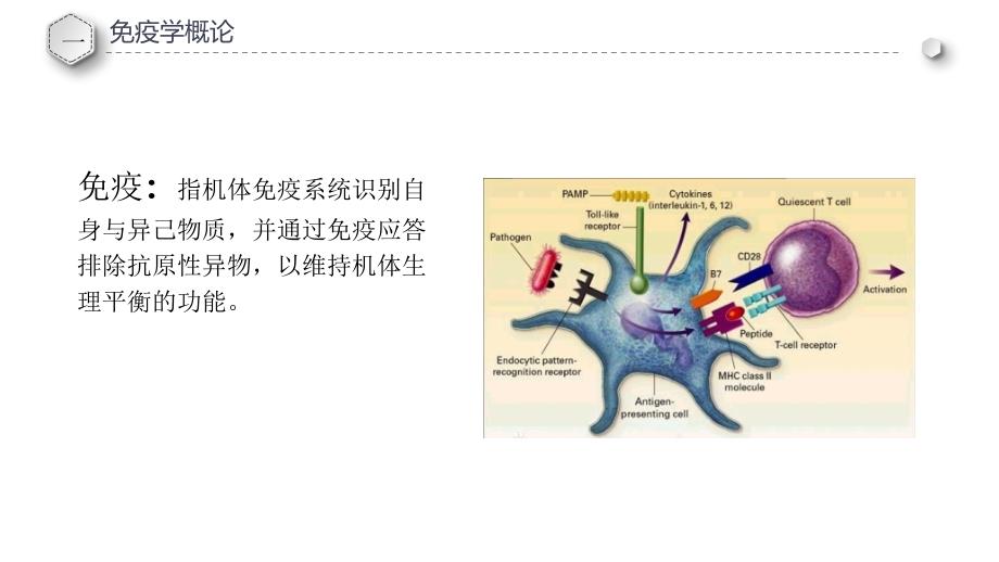 免疫学基础知识（5.4）_第3页