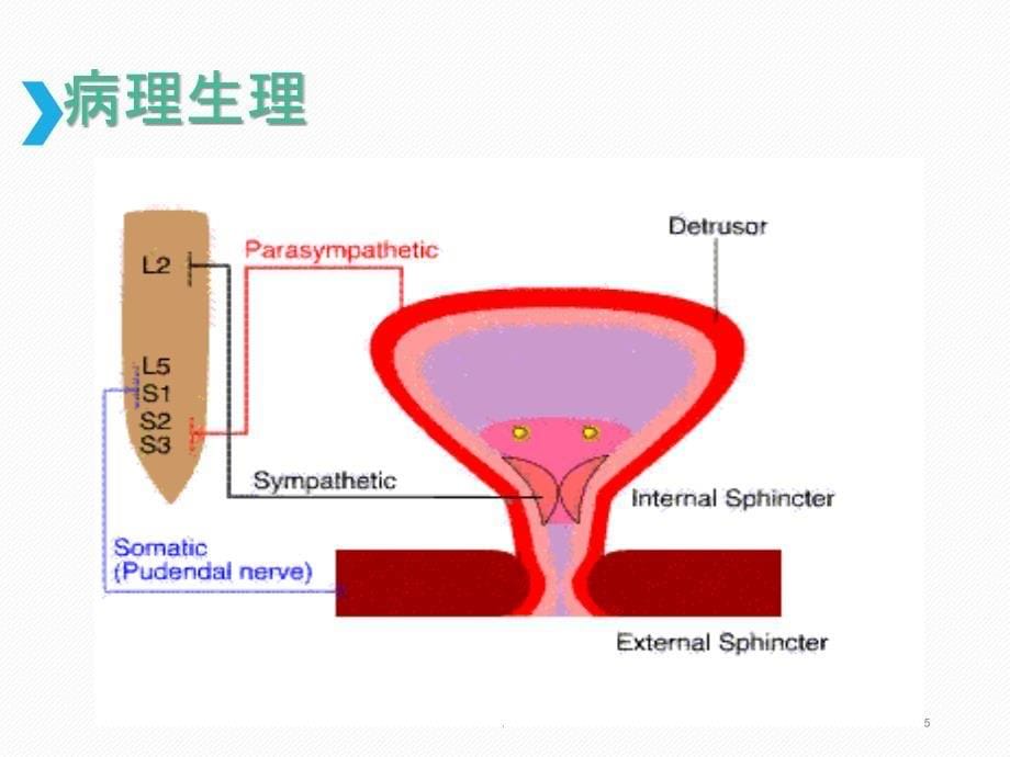 神经源性膀胱指南学习ppt课件_第5页