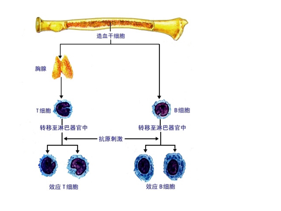 高中生物必修3免疫系统课件 人教版（5.4）_第4页