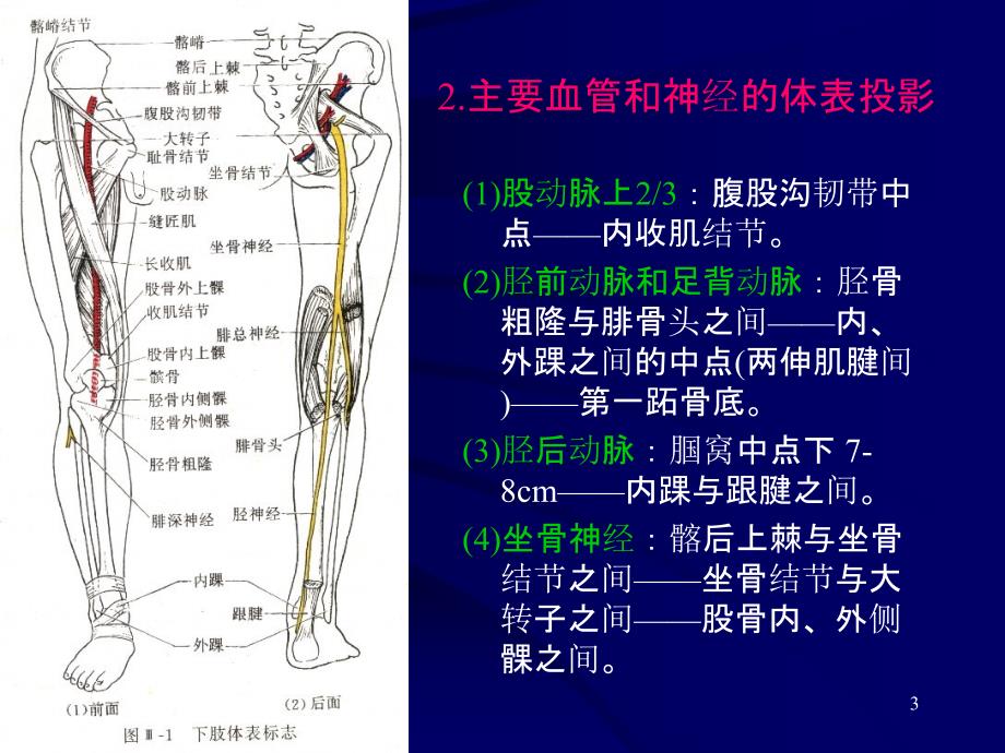 断层解剖学-下肢(课堂PPT)_第3页