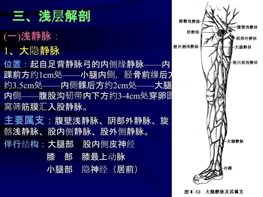 断层解剖学-下肢(课堂PPT)_第5页