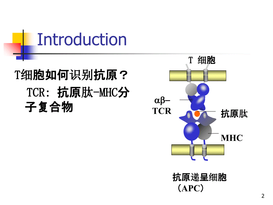 抗原提呈细胞与抗原的处理及提呈(课堂PPT)_第2页