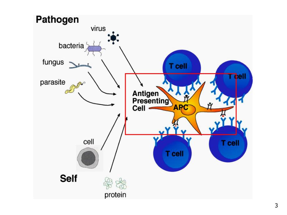 抗原提呈细胞与抗原的处理及提呈(课堂PPT)_第3页