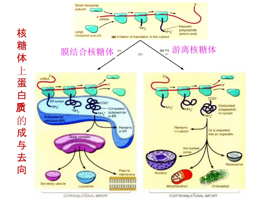 细胞内蛋白质的分选和运输-细胞生物学-1-10(课堂PPT)_第1页