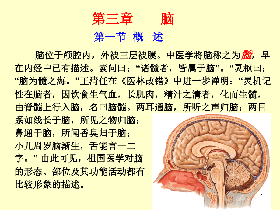 脑干高清结构解剖(课堂PPT)_第1页