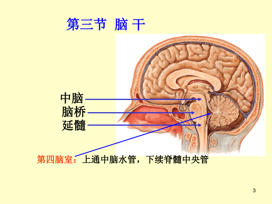 脑干高清结构解剖(课堂PPT)_第3页