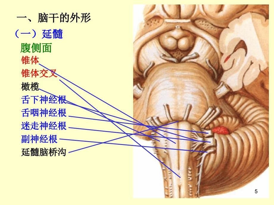 脑干高清结构解剖(课堂PPT)_第5页