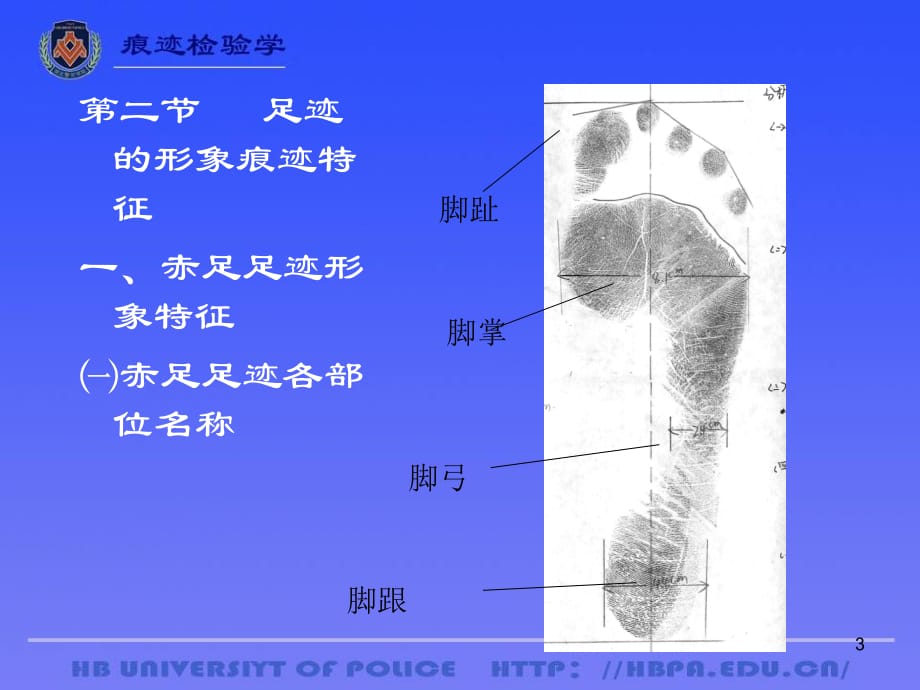 足迹检验(课堂PPT)_第3页