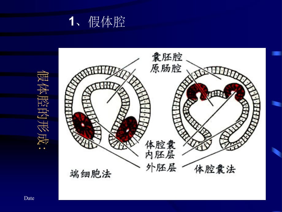 假体腔动物(课堂PPT)_第5页