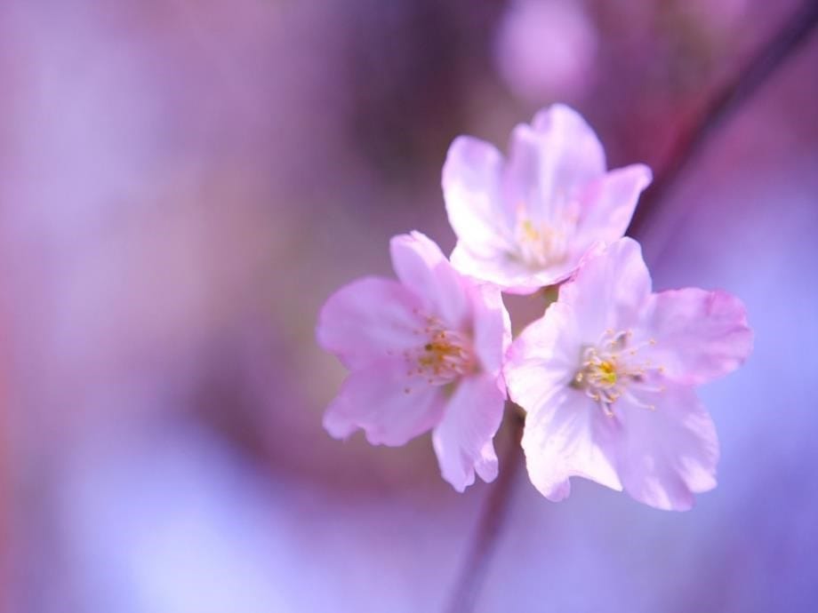 《樱花》课件 b知识讲稿_第5页