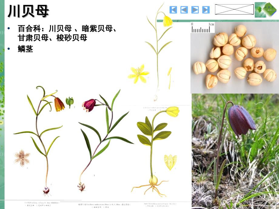 20-2清化热痰药培训课件_第2页