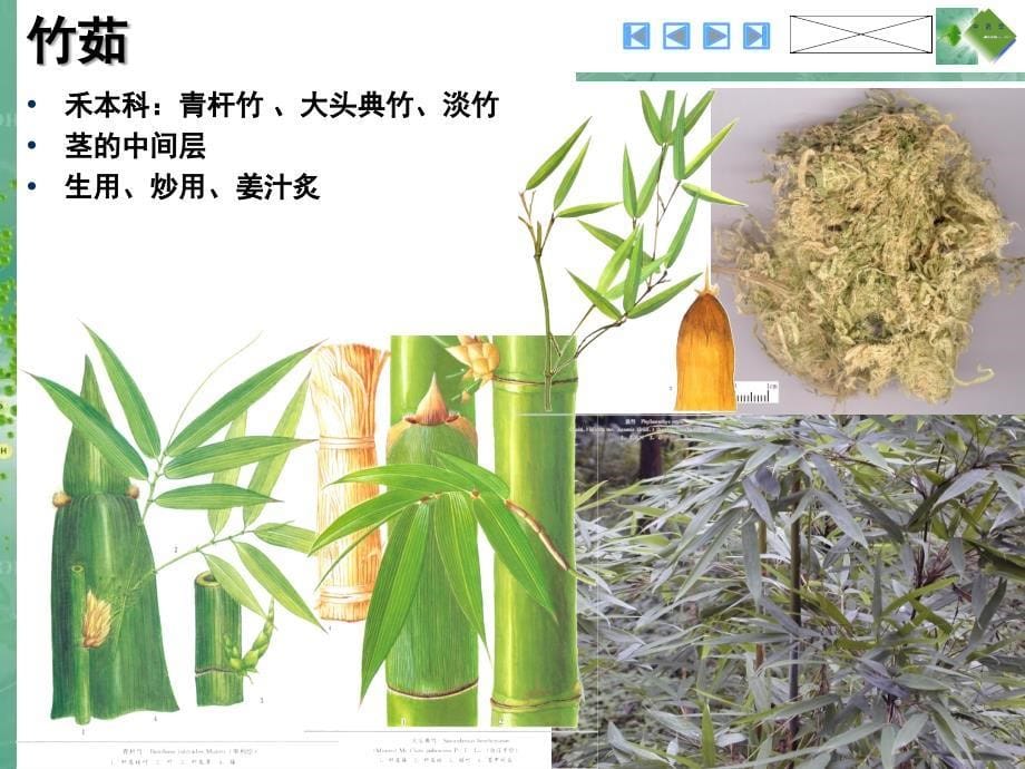 20-2清化热痰药培训课件_第5页