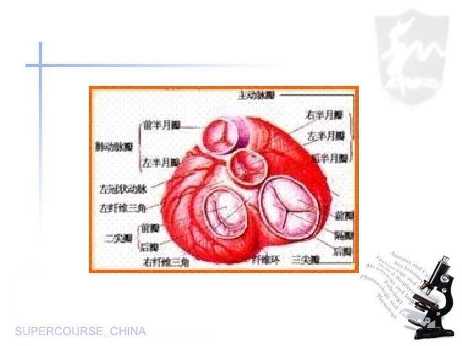 内科心脏瓣膜病课件ppt课件_第5页