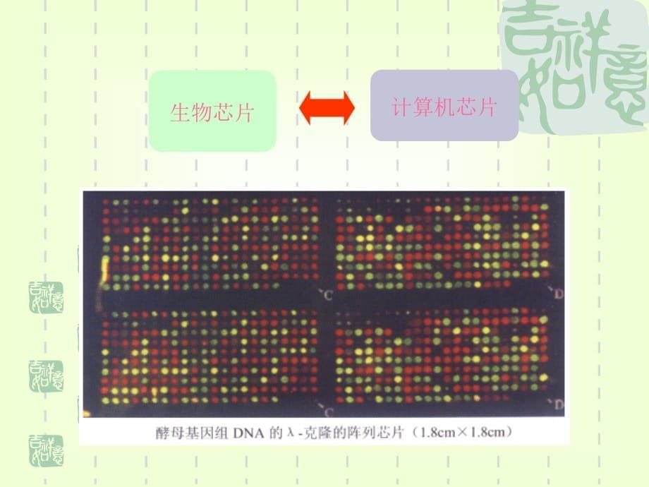 硕士的研究课—现代分子生物学功能基因组学主要的研究技术胡忠_第5页