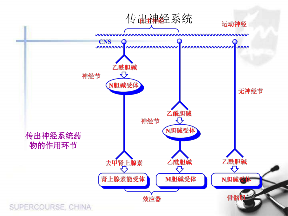 人教版生物七级下册四单元六人体生命活动的调节节神经系统的组成课件ppt课件_第2页