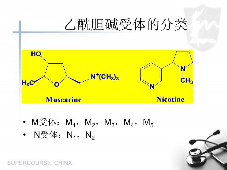 人教版生物七级下册四单元六人体生命活动的调节节神经系统的组成课件ppt课件_第5页