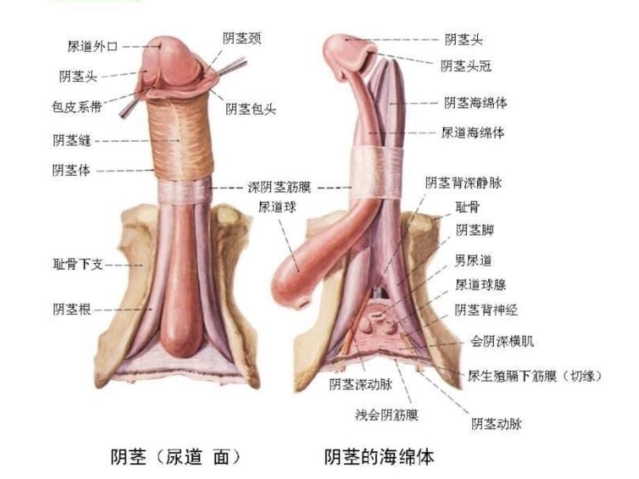 包皮环切不可随意ppt课件_第5页