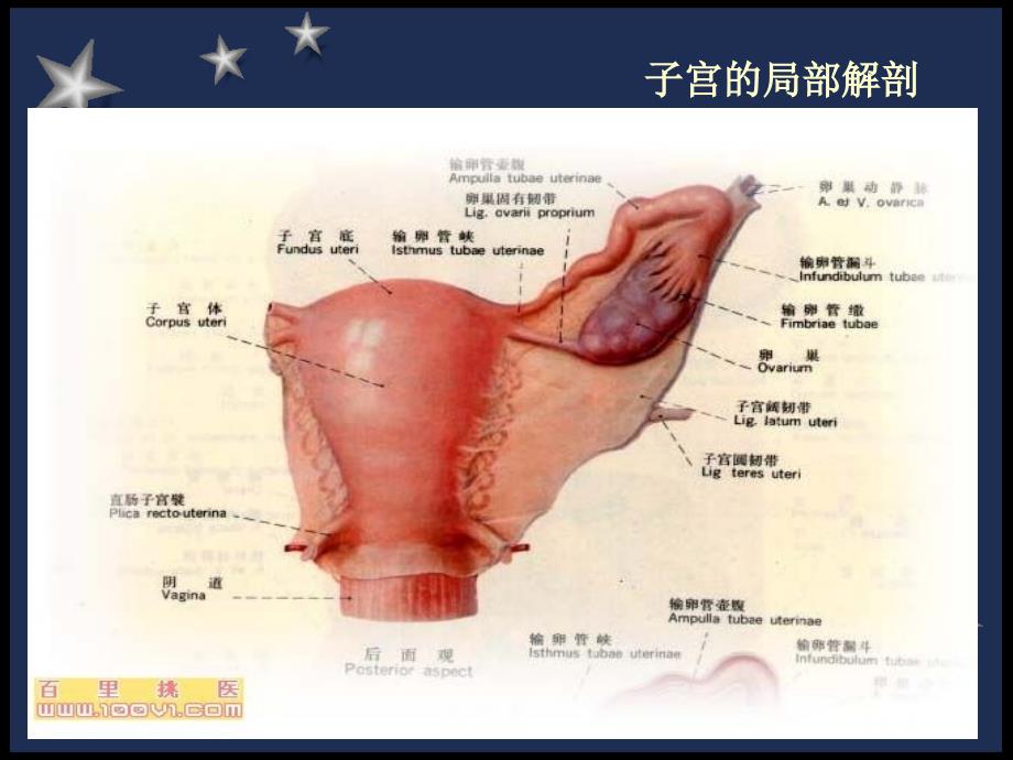 剖宫产护理常规PPT课件_第4页