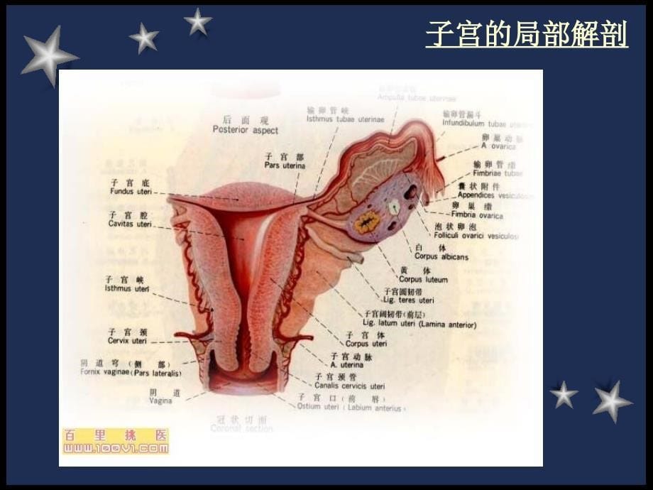 剖宫产护理常规PPT课件_第5页