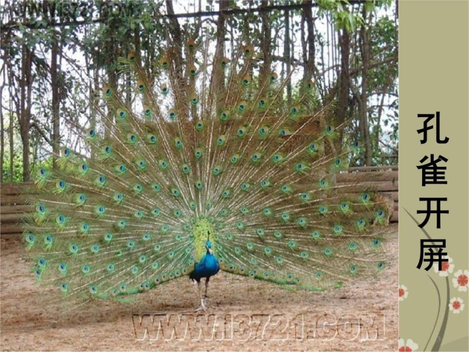 八年级生物上册-第五单元-第二章《动物的运动和行为》第一节《动物的运动》课件-新人教版讲解学习_第3页