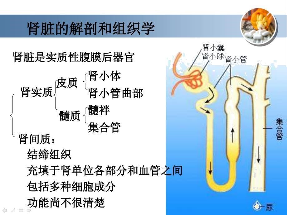 内科护理学泌尿系统总论一版ppt课件_第5页