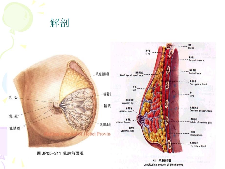 乳腺癌病人护理查房ppt课件_第4页