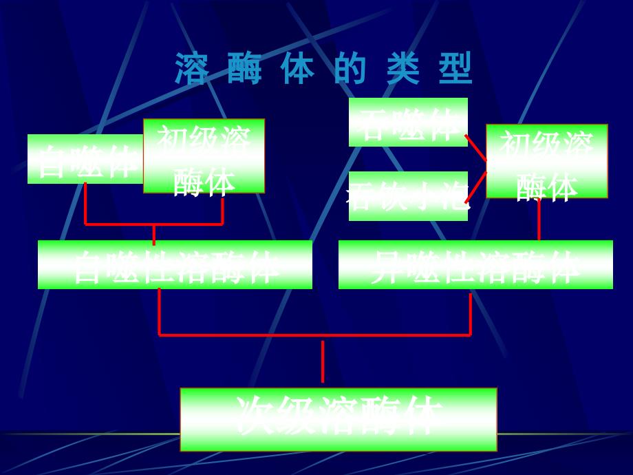 溶酶体与疾病ppt课件_第4页