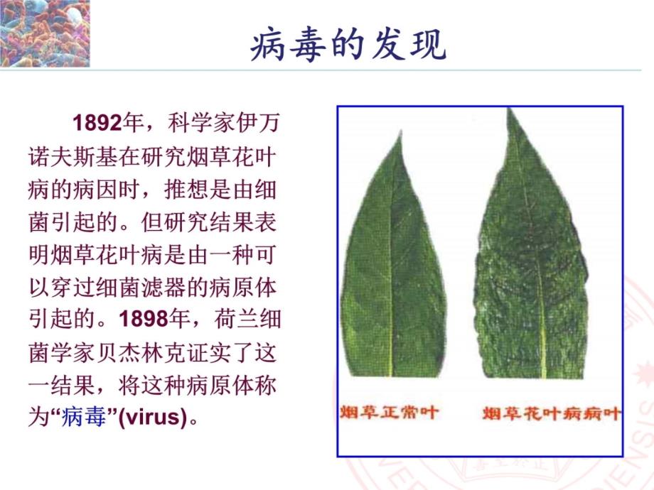 第三章-病毒和亚病毒因子f教案资料_第3页