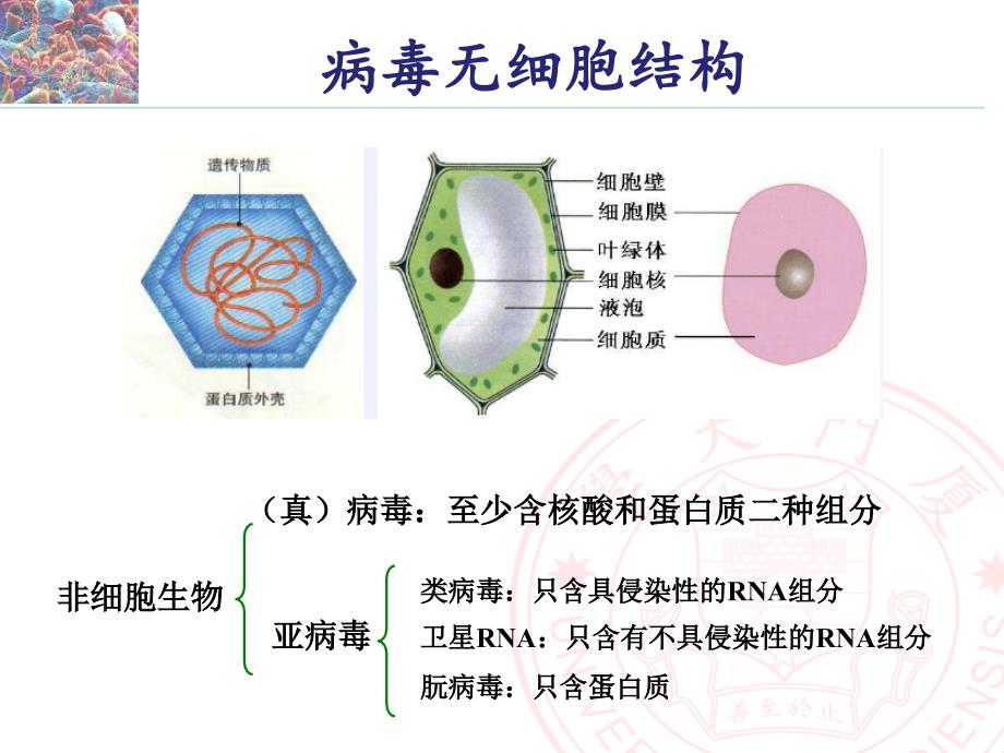 第三章-病毒和亚病毒因子f教案资料_第4页