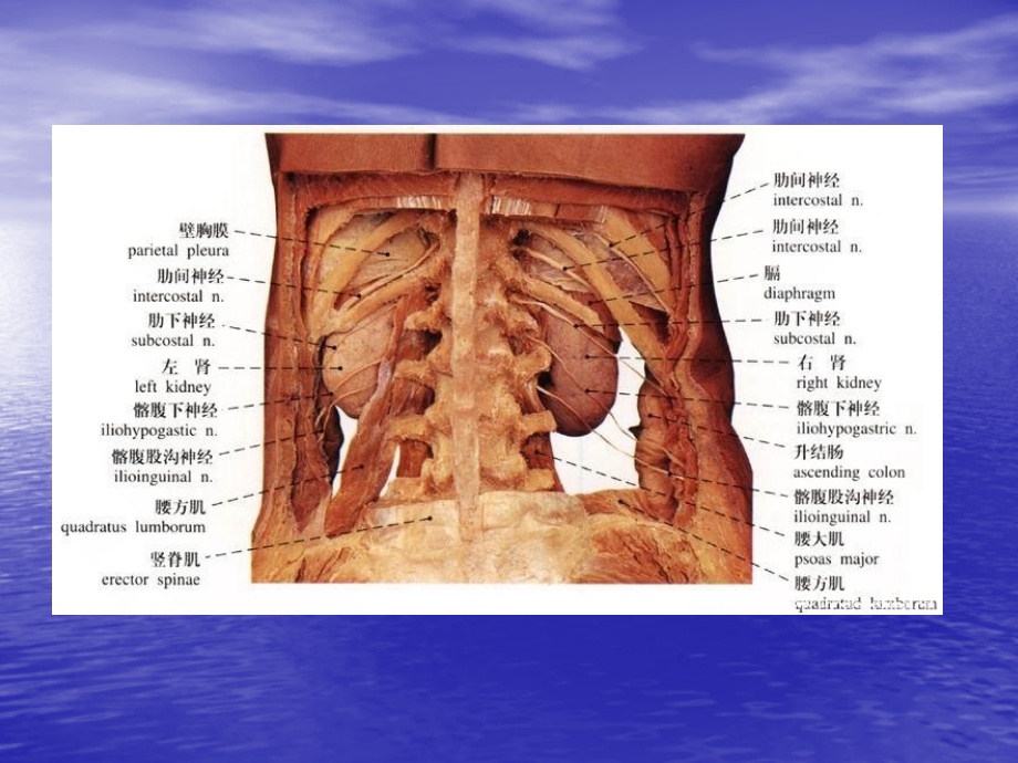 肾病综合征 樊立强ppt课件_第4页