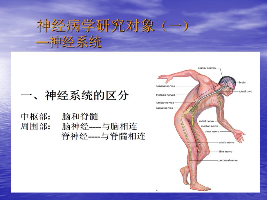 神经病学——大脑、小脑、脊髓的结构和功能ppt课件_第3页