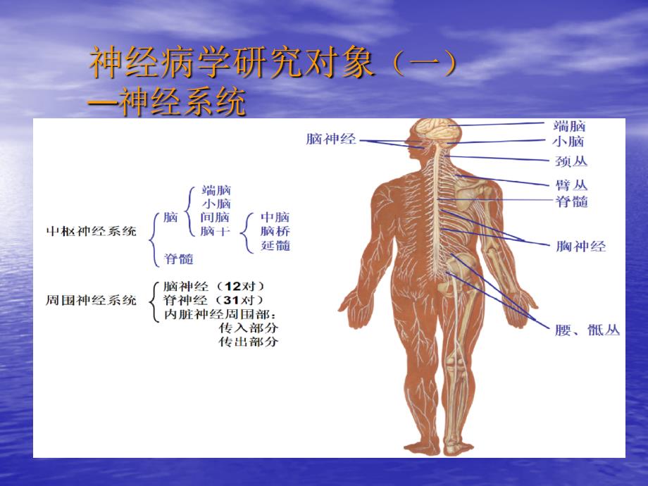 神经病学——大脑、小脑、脊髓的结构和功能ppt课件_第4页