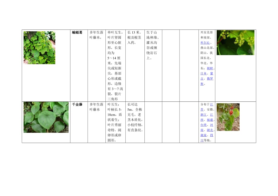 植物分类介绍——藤本植物_第3页