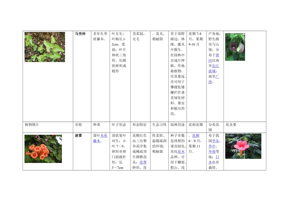 植物分类介绍——藤本植物_第4页