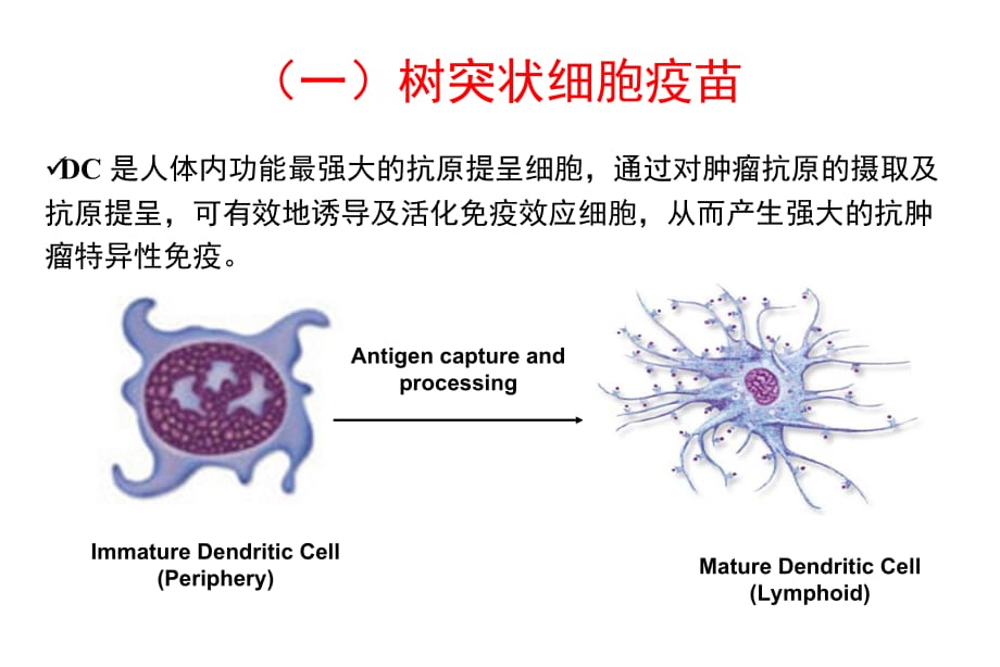 体细胞免疫治疗联合肿瘤常规治疗的基本原则一ppt课件_第5页