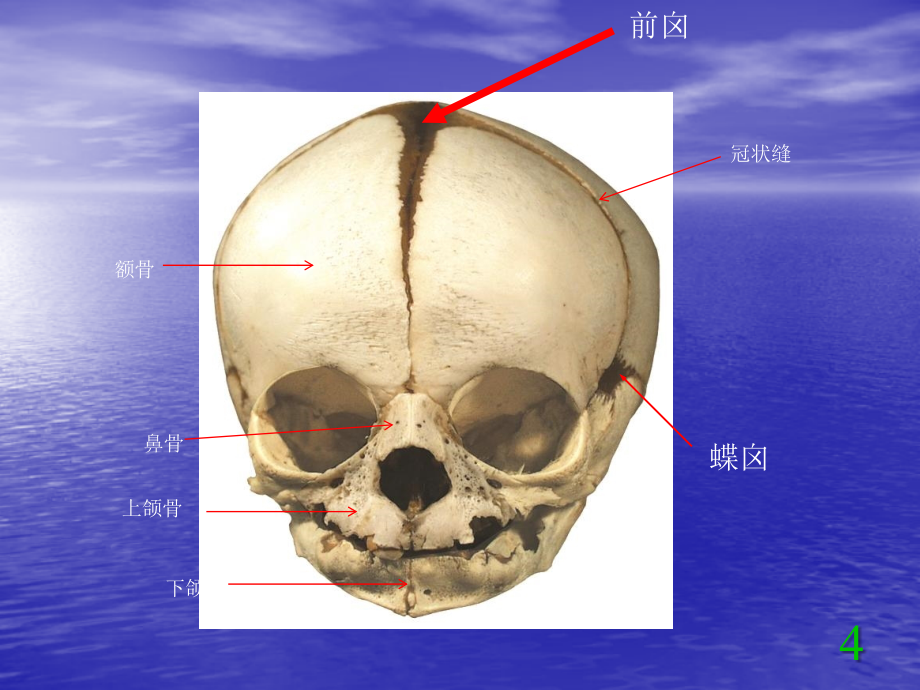 正常人体解剖学-实验考试题库ppt课件_第4页