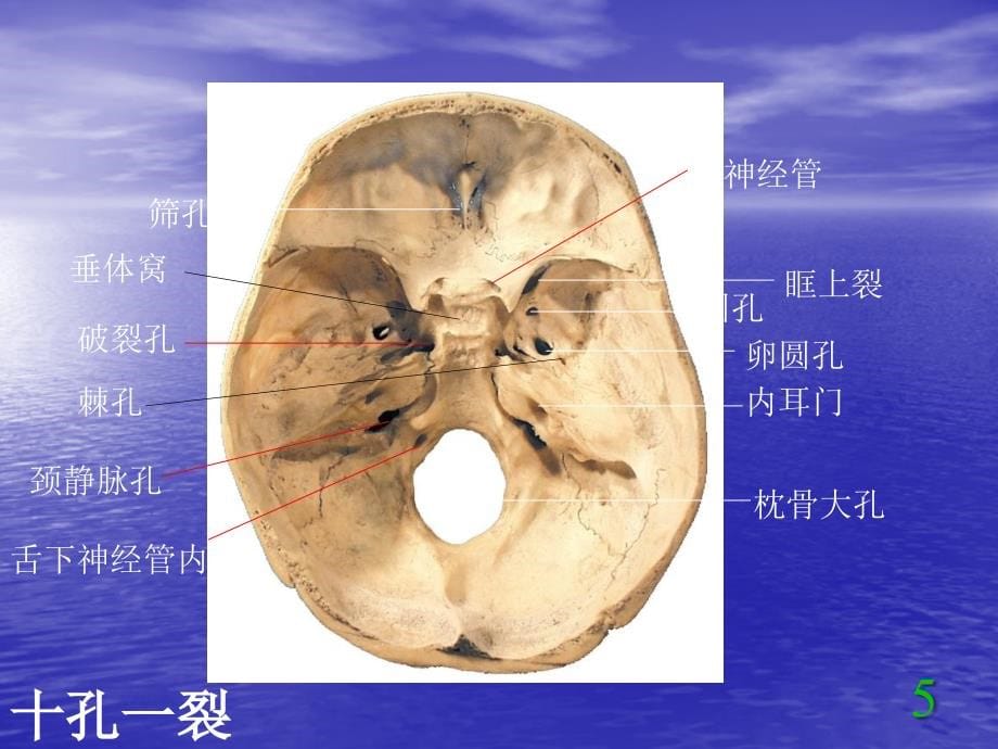 正常人体解剖学-实验考试题库ppt课件_第5页