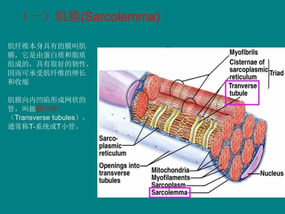 肉的组织结构、化学组成和基本性质ppt课件_第5页