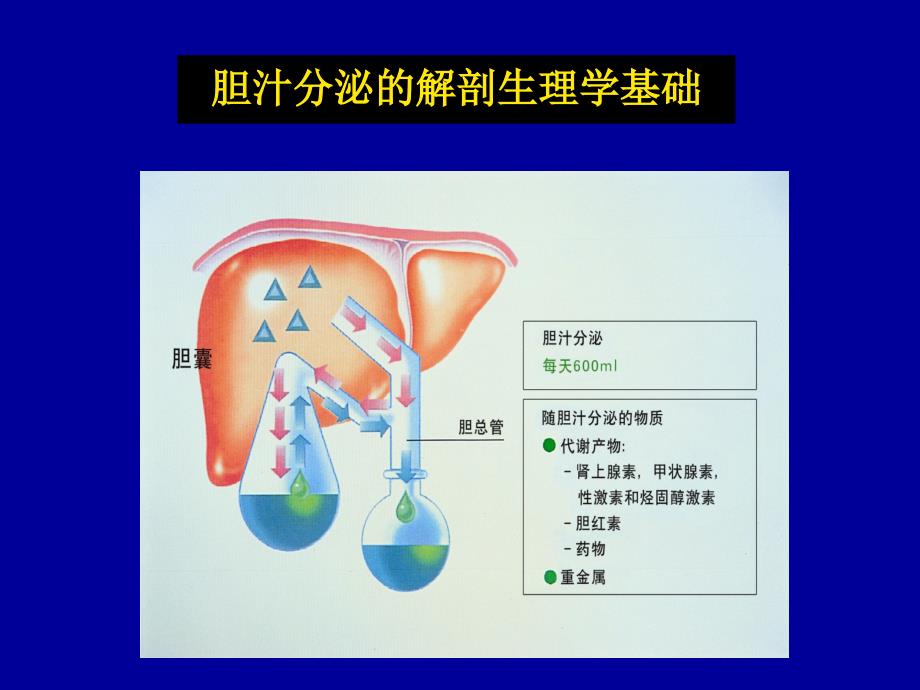 胆汁淤积性肝病讲课资料_第4页