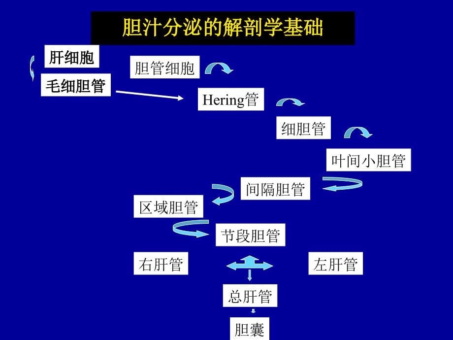 胆汁淤积性肝病讲课资料_第5页