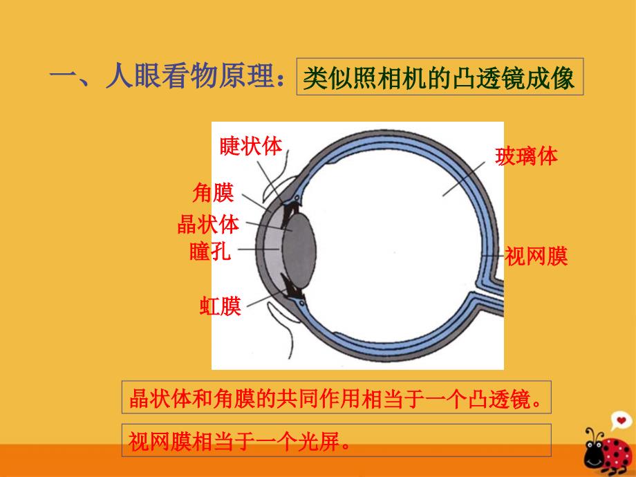 八级物理上册 第三章之眼睛和眼镜 .ppt_第3页