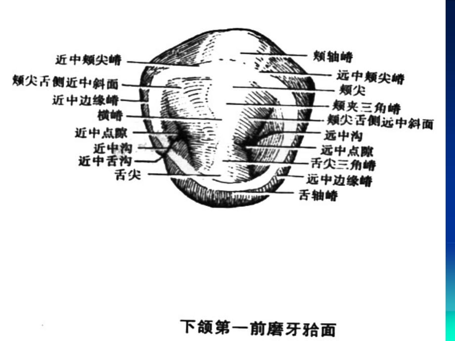 上颌磨牙解剖形态PPT课件_第2页