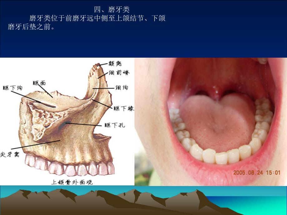 上颌磨牙解剖形态PPT课件_第3页