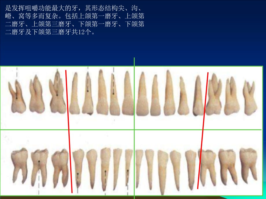 上颌磨牙解剖形态PPT课件_第4页