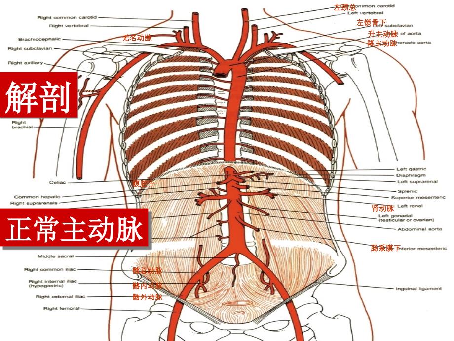 主动脉夹层的介入治疗与护理陈冬萍ppt课件_第3页