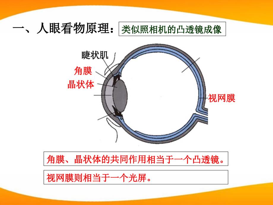 八级物理上册 光学 眼睛与光学仪器 沪科.ppt_第2页