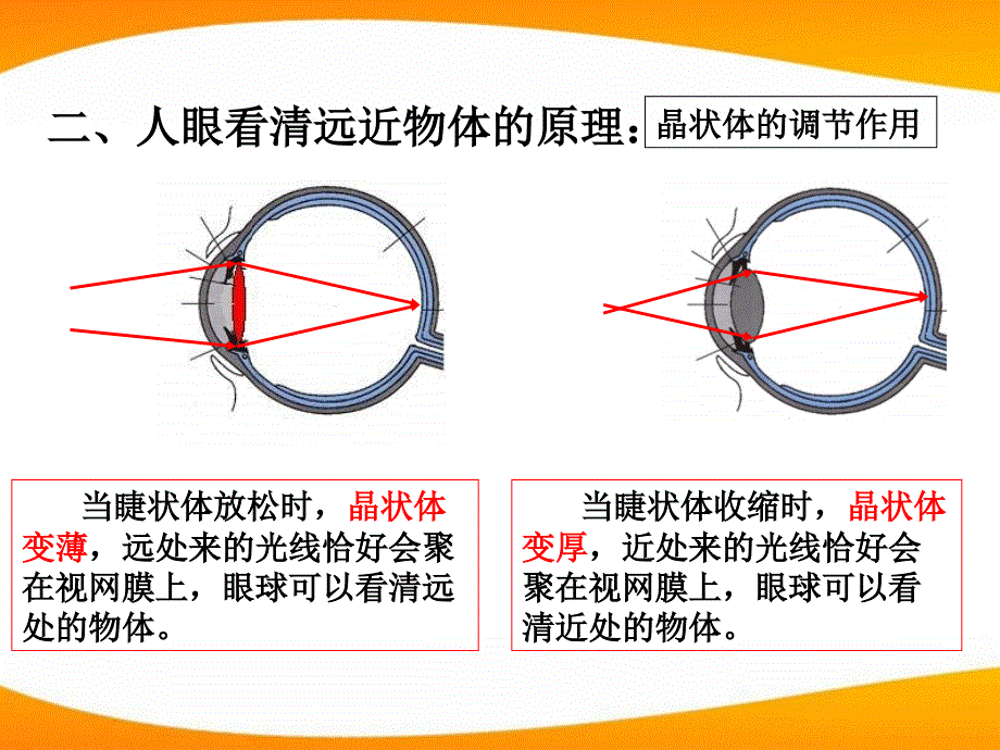 八级物理上册 光学 眼睛与光学仪器 沪科.ppt_第3页