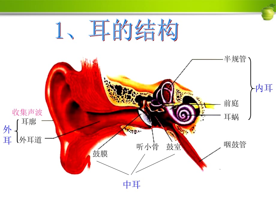 八级物理上册 第二节我们是怎样听到声音 .ppt_第3页