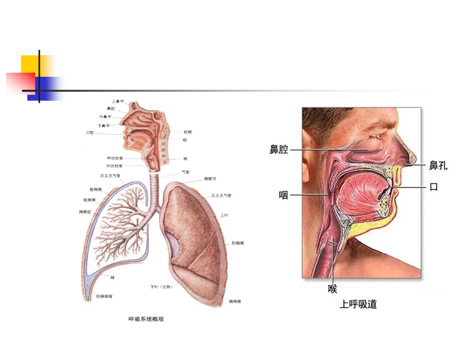 上呼吸道感染预防PPT课件_第2页